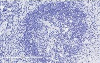 Goat anti-GRB2 Antibody