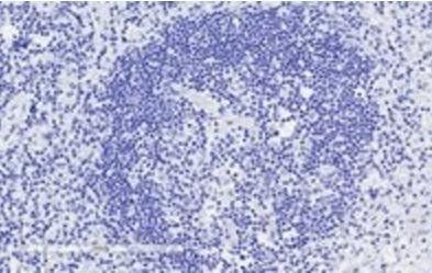 GRB2 antibody