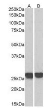 Goat anti-GRB2 Antibody