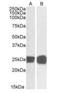 Goat anti-GRB2 Antibody