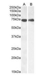 PTGS1 antibody