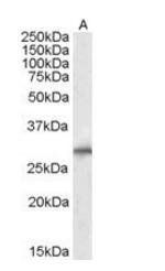 Goat anti-SIAH1 Antibody