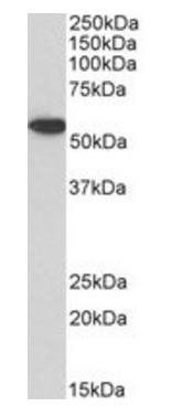 Goat anti-Annexin A11, biotinylated Antibody