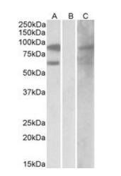 RACGAP1 antibody