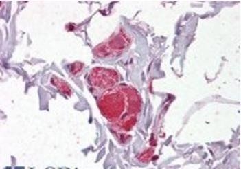 Goat anti-VAV2 Antibody