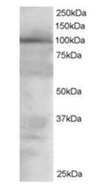VAV2 Antibody