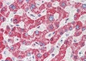 Goat anti-Spinesin / TMPRSS5 Antibody
