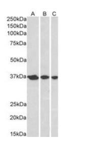 APEX1 antibody