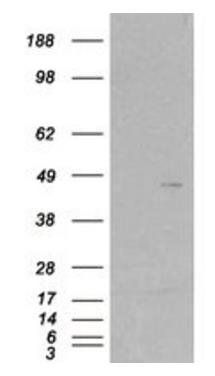 Goat anti-SCAP2 / PRAP Antibody