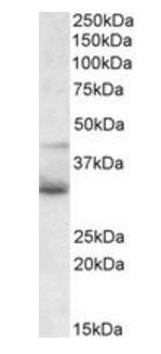 Goat anti-WNT4 Antibody