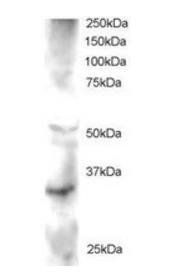 Goat anti-FRAT2 / GSK-3 Antibody