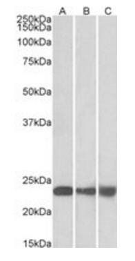 Goat anti-PEBP1 Antibody