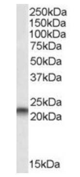 Goat anti-PEBP1 Antibody