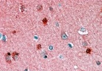 Goat anti-PEBP1 Antibody