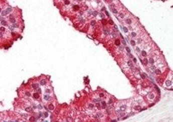 Goat anti-PEBP1 Antibody