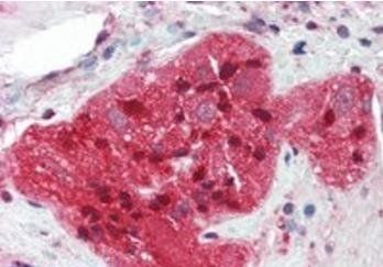 Goat anti-STMN2 / SCG10 Antibody