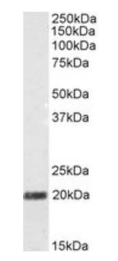 Goat anti-STMN2 / SCG10 Antibody