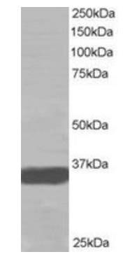 Goat anti-MRGX Antibody
