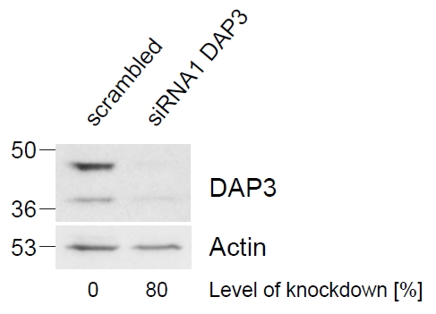 DAP3 antibody