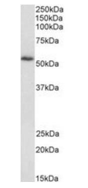 Goat anti-HIP-55 / SH3P7 Antibody