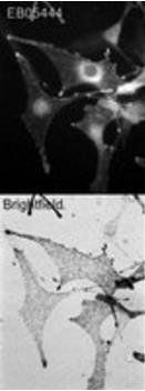 Goat anti-Melanophilin (mouse) Antibody