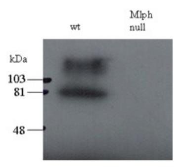 Melanophilin (mouse) Antibody