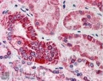 Goat anti-GULP1 / CED6 Antibody