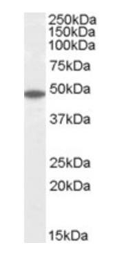 Goat anti-Flotillin 2 / FLOT2 (C Term) Antibody