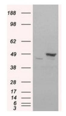 Goat anti-Flotillin 1 Antibody