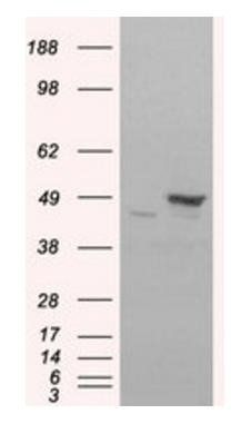 Flotillin 1 antibody