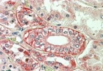 Goat anti-Flotillin 1 Antibody