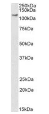 Goat anti-Kinesin 1 / UKHC, Biotinylated Antibody