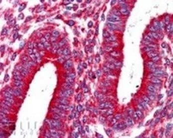 Goat anti-Kinesin 1 / UKHC Antibody