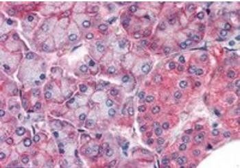 Goat anti-Claudin 14 / CLDN14 Antibody