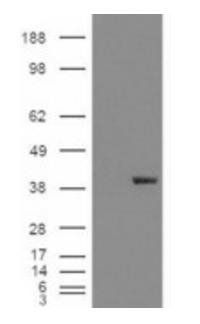 Goat anti-Aldehyde Reductase Antibody