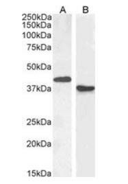 Goat anti-PAX5 / BSAP Antibody