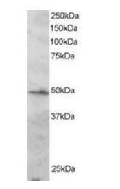 Goat anti-IRF2 Antibody