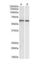 Goat anti-IRF5 Antibody