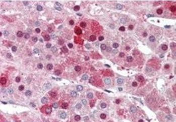 Goat anti-HEC1 Antibody
