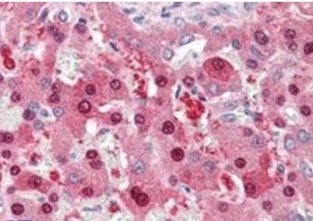 Goat anti-HEC1 Antibody