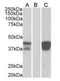 Goat anti-BOB1 / OCAB / OBF1 Antibody