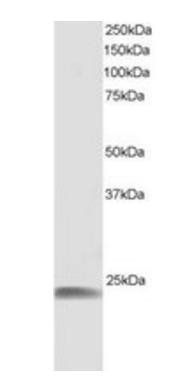 Goat anti-H11 / HSP22 Antibody
