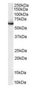 Goat anti-SIAHBP1 / FIR Antibody