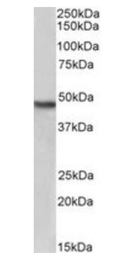 Goat anti-NDRG1, Biotinylated Antibody