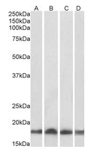 Goat anti-UBE2L3 Antibody