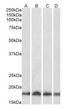 UBE2L3 antibody