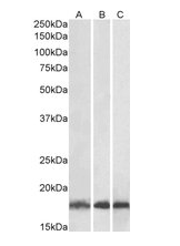 Goat anti-UBE2L3 Antibody