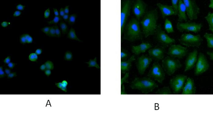 Goat anti-UBE2L3 Antibody