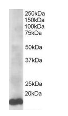 Goat anti-UBE2L3 Antibody