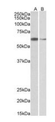 ARIH2/TRIAD1 Antibody